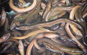 What Does Eel Taste Like